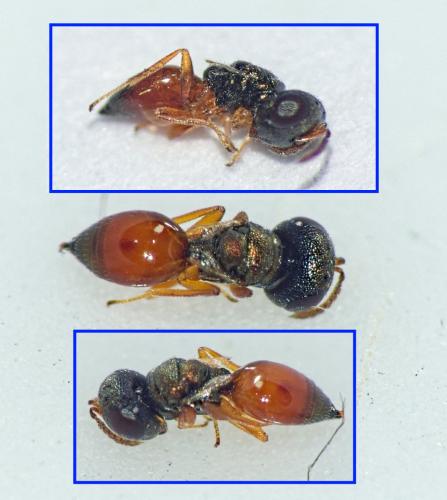 Callitula pyrrhogaster